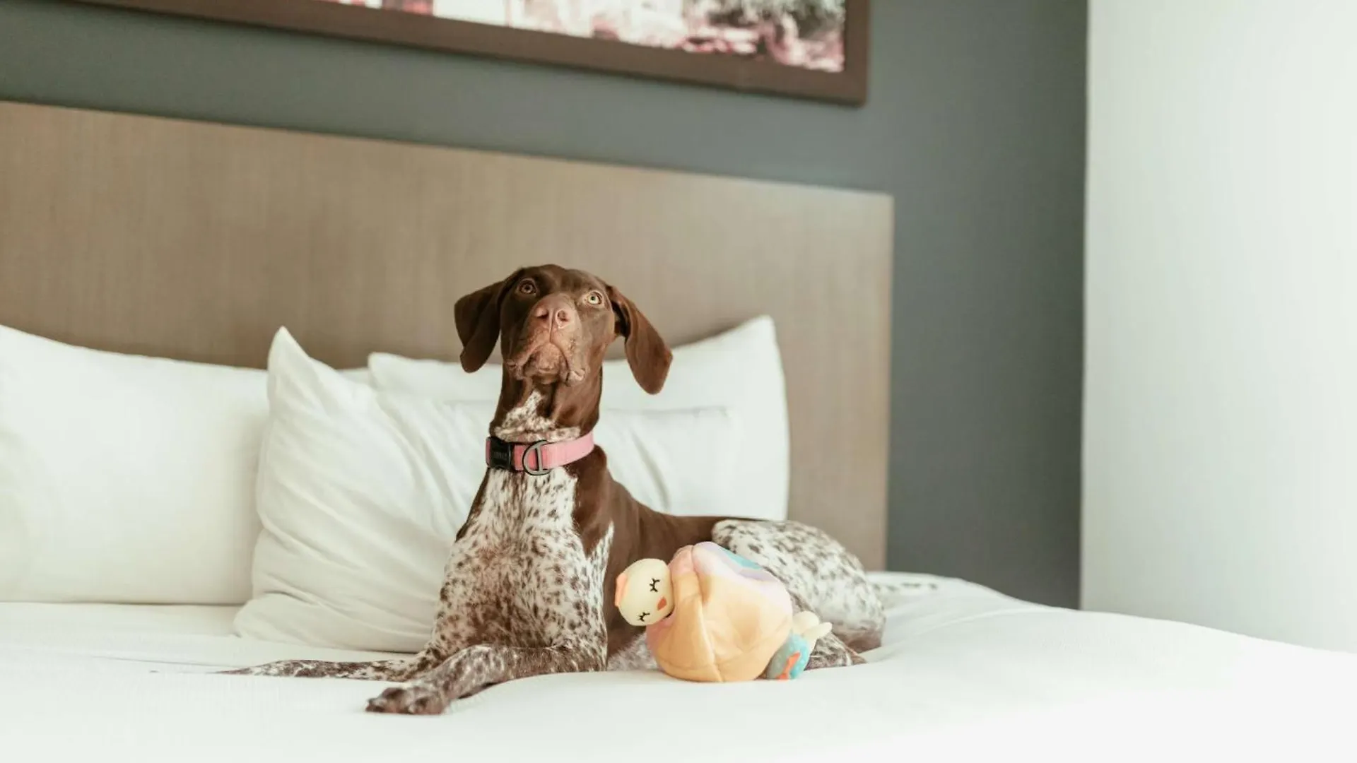 Отель Hyatt House Сан-Хуан